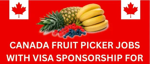 Visa Sponsorship Fruit Picking Jobs In Canada 2024 (Apply Now)